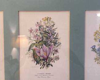 Framed Botanical Prints of Herbs