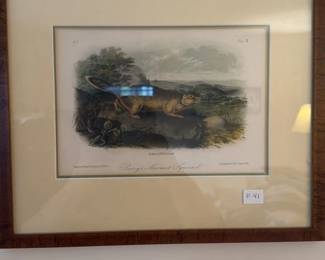 Parry's Marmot Squirrel Lithograph