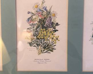 Framed Botanical Prints of Herbs