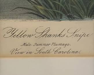 Yellow-shanked Snipe Lithograph by J.J. Audobon