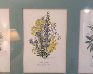 Framed Botanical Prints of Herbs