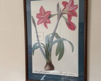 Amaryllis Belladonna Botanical Print