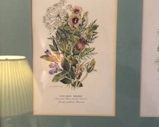 Framed Botanical Prints of Herbs