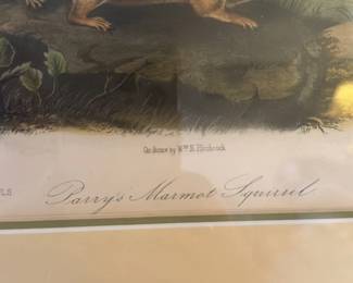 Parry's Marmot Squirrel Lithograph