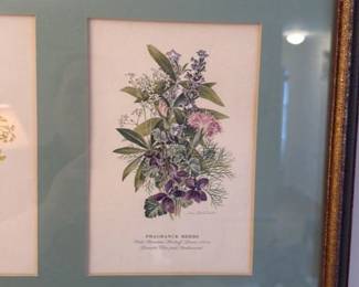 Framed Botanical Prints of Herbs