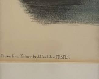 Yellow-shanked Snipe Lithograph by J.J. Audobon