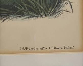 Yellow-shanked Snipe Lithograph by J.J. Audobon