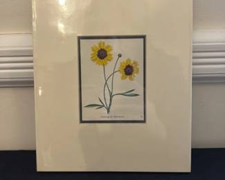 Coreopsis Tinctoria Botanical Print