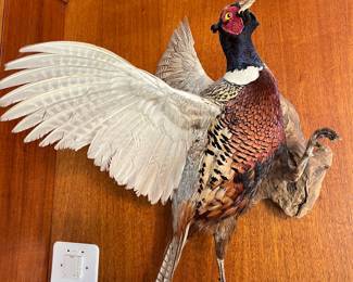 Flying Pheasant Taxidermy-Excellent condition
