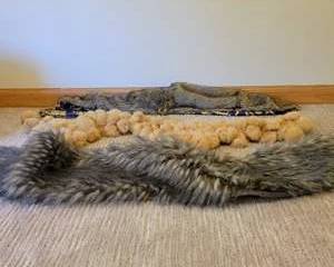 Vintage Grey Fur Stole with Cream Pom Pom Trim and Blue Gold Patterned Satin Lining