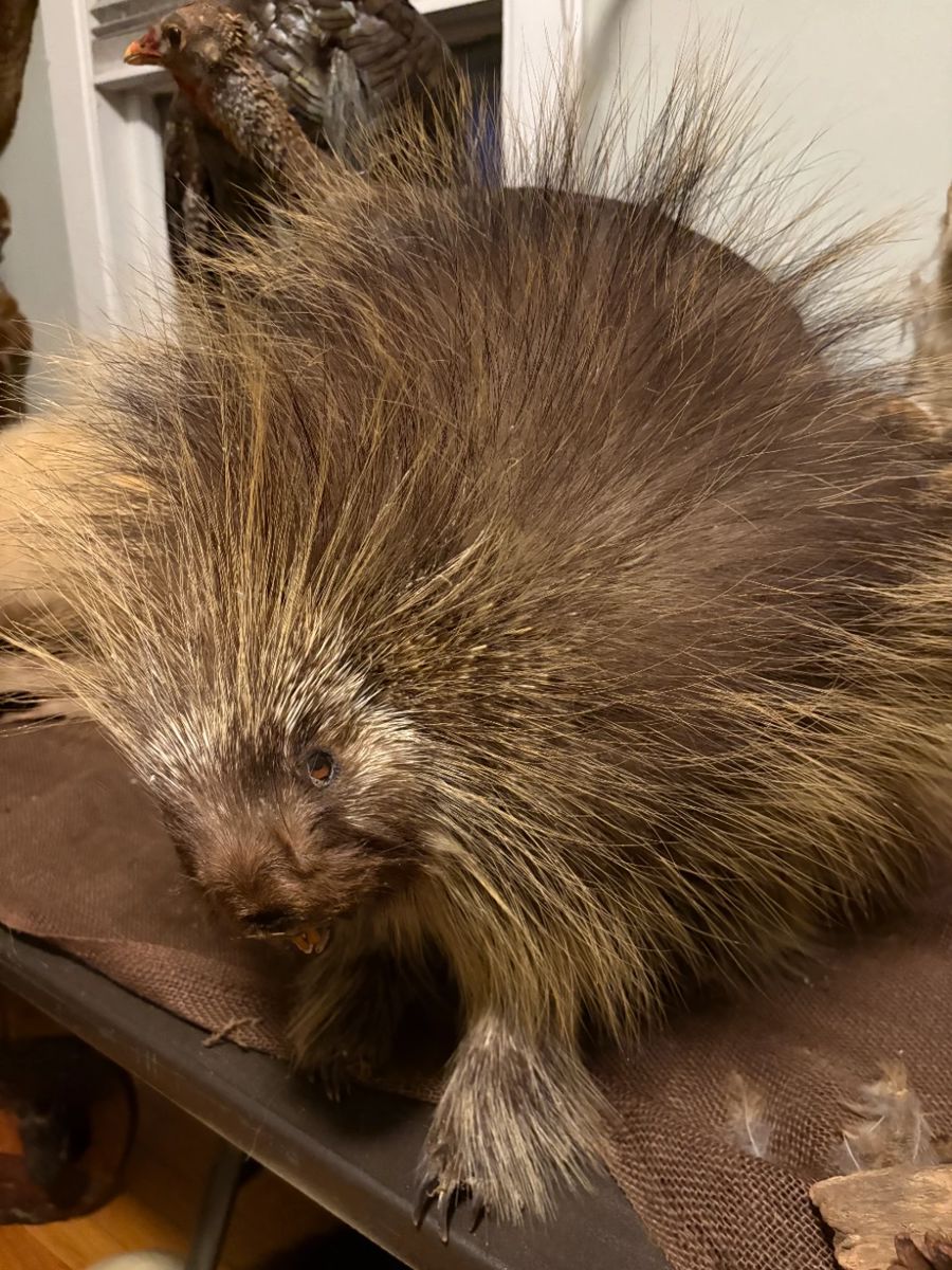 Taxidermied porcupine -- you know you need it