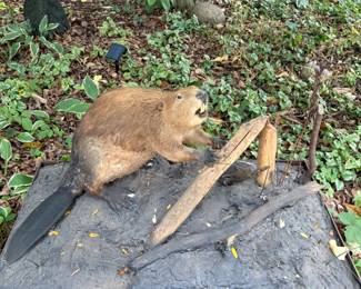 Beaver on a stand!  How's that for a unique gift?
