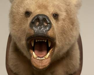 Blonde Grizzly Head!