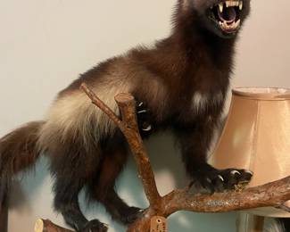 Wolverine!  Did you go to Michigan -- you need this!