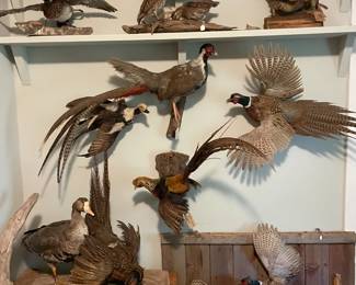Pheasants!  And ducks! Oh my!