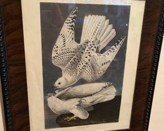 White hawks