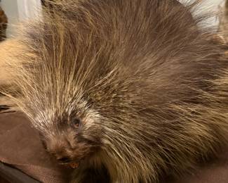 Taxidermied porcupine -- you know you need it