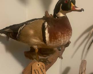 Taxidermied wood duck