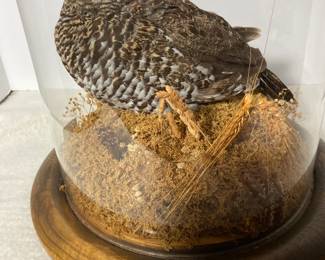 Grouse under glass dome