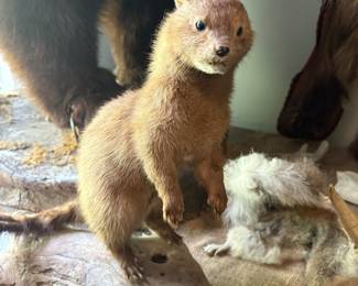 Lil' weasel