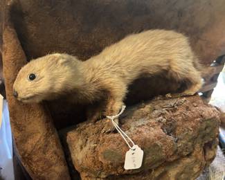 Weasel on log -- you know you need this!