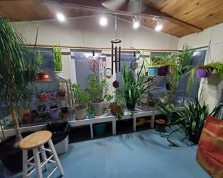 An entire room of houseplants for purchase!