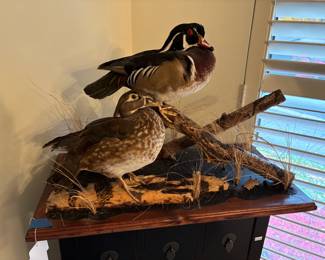 Wood Duck Taxidermy Mount