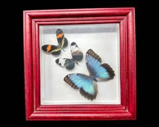 14 FramedTropicalButterfliesDisplayMariposasdelTrpico