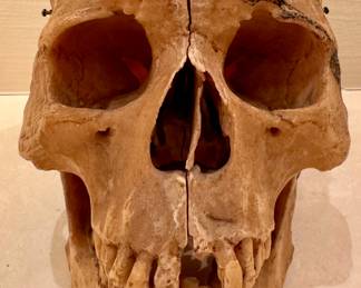 Skull Model
