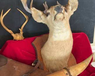 Mounted Deer Head And Horns