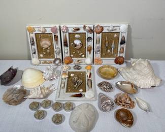 Assorted Seashell Collection