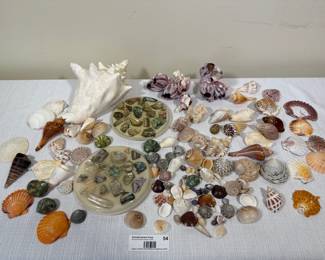 Assorted Seashell Collection