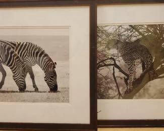 Leopard And Zebra Photo Prints