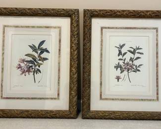 Botanical Prints