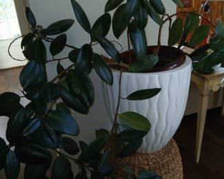 large white planter with rubber tree plant