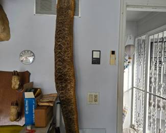 Rattlesnake Taxidermy