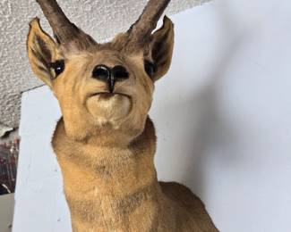 Antelope Taxidermy.  Fur is brittle but otherwise, Beautiful!