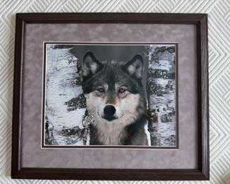 Framed Husky Sled Dog Photograph