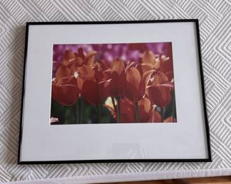 Framed photograph of tulips