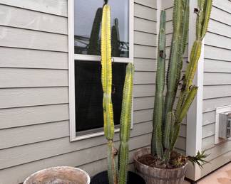 Lot of large cactus plants (up to 110" tall). LOT 12