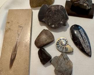 Fossils