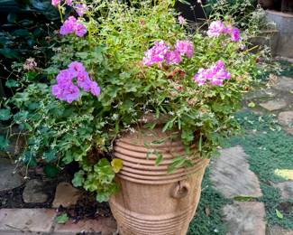 Potted plants
