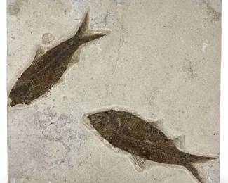 Fossilized Knightia Fish Slab
