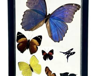 7-Count Framed Peruvian Butterfly Collection