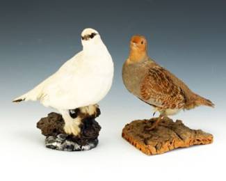 Two Rock Ptarmigan Lagopus muta Taxidermy, Winter and Summer Colouring