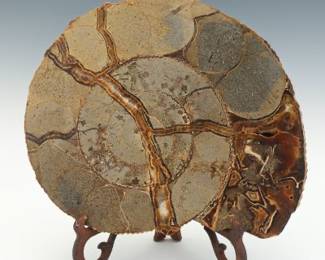 Large Prehistoric Fossilized Ammonite Slice on Stand