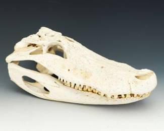 Two Part Alligator Head Taxidermy