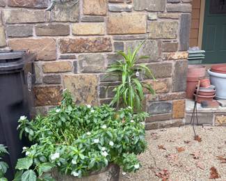 Beautiful amazing plants for sale  tropical hibiscus ferns asparagus ferns Boston ferns these whole winter well in your home