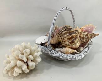 Seashell Collection