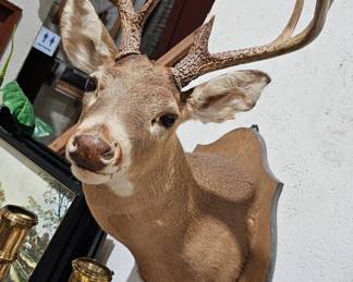 DEER HEAD MOUNT